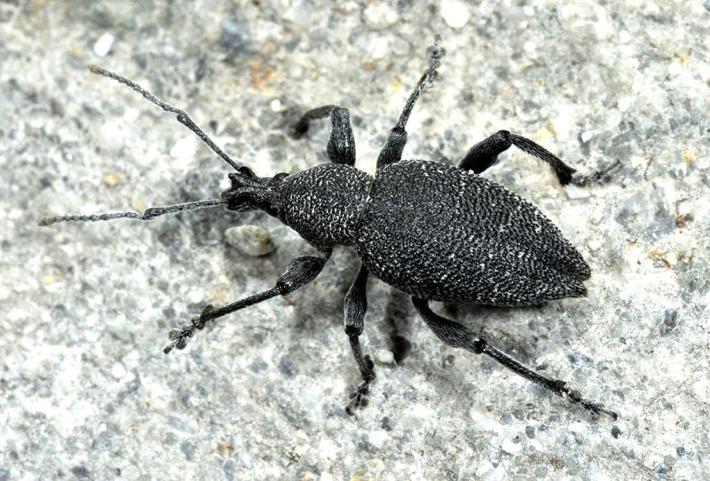 Otiorhynchus caudatus, Curculionidae